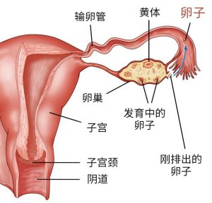 图片[2]-女性生殖系统的构造、生理功能与健康常识-米优希