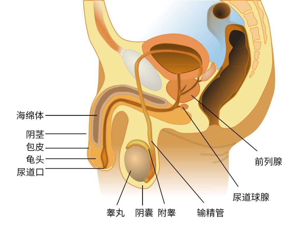 图片[1]-男性生殖系统的构造与日常生理常识-米优希