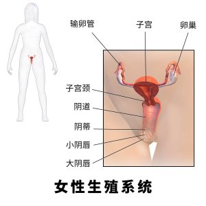 女性生殖系统的构造、生理功能与健康常识-米优希